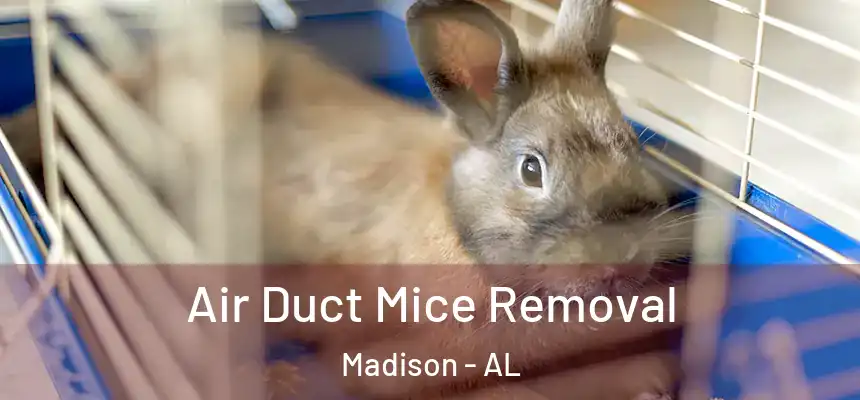  Air Duct Mice Removal Madison - AL